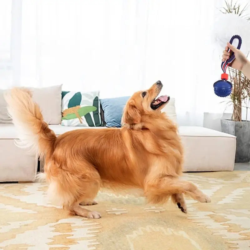 ChewChase Ball